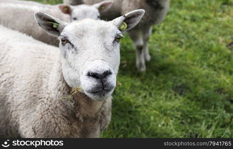 young sheep looking into the camera