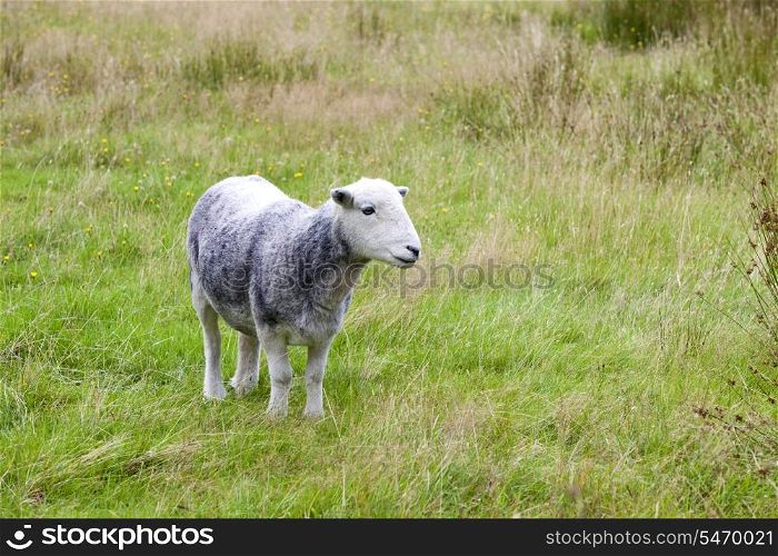 Young sheep on pastured land