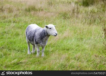 Young sheep on pastured land