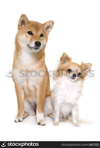 young shiba inu and chihuahua in front of white background