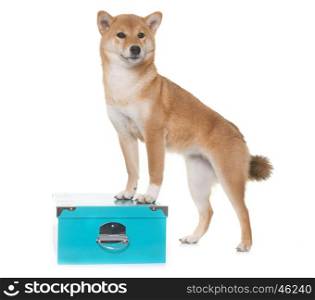 young shiba inu in front of white background