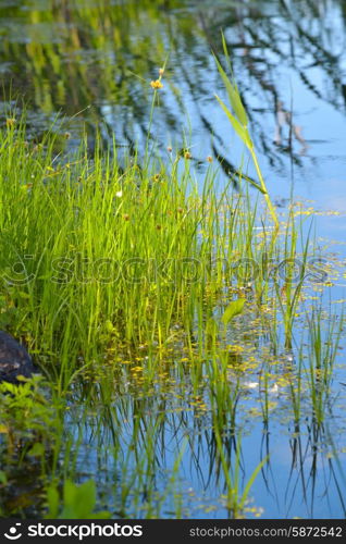 Young shoots of bulrush on the lake