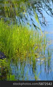 Young shoots of bulrush on the lake