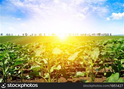 Young shoots of sunflowers on the farm field and sunrise on blue sky.