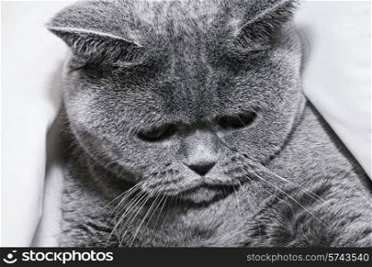 Young short-haired British gray cat close up