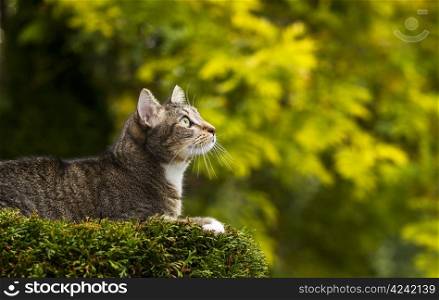 Young short haired grey tabby cat on top of tree with season fall trees in background