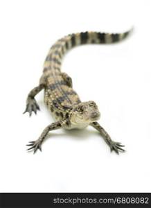 young siamese crocodile isolated on white background