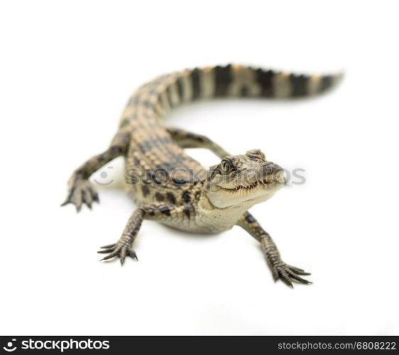 young siamese crocodile isolated on white background