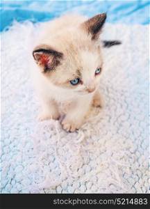 Young siamese kitty