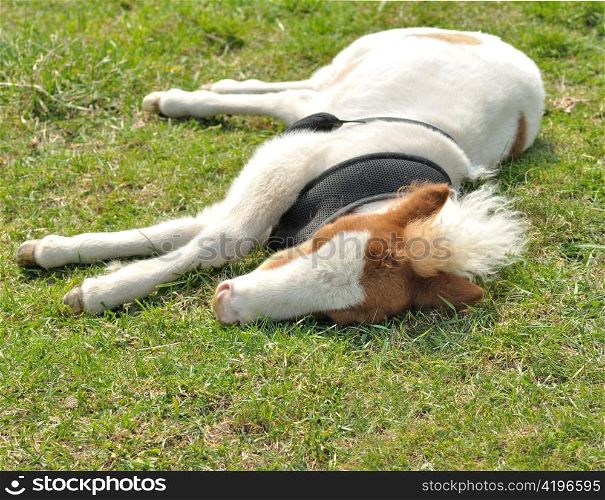 young sleeping pony on a green grass