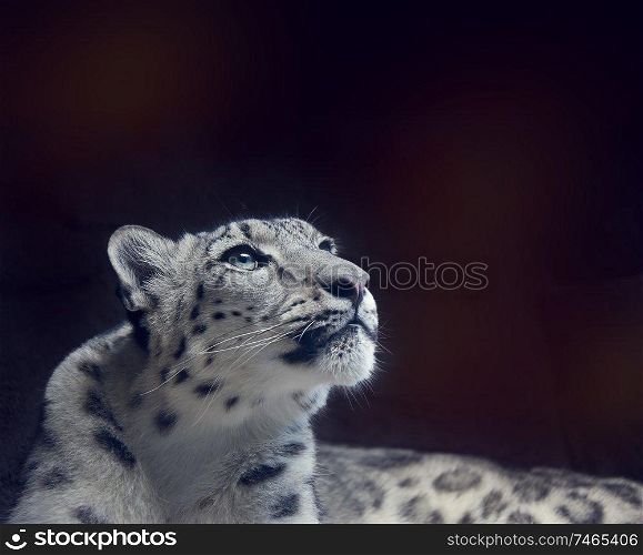 Young Snow leopard portrait close up on dark background