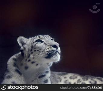 Young Snow leopard portrait close up on dark background