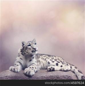 Young Snow leopard portrait resting on rock