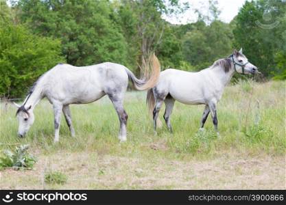 Young Spanish horses grazing in the meadow