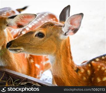 Young spotted deer animals wildlife eating grass on farm / Other names Chital , Cheetal , Axis deer