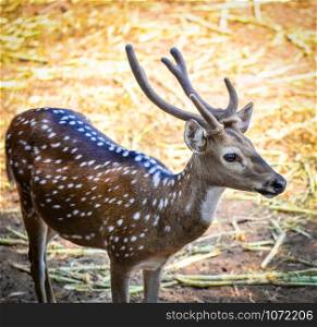 Young spotted deer in the wildlife sanctuary / Other names Cheetal - Axis deer