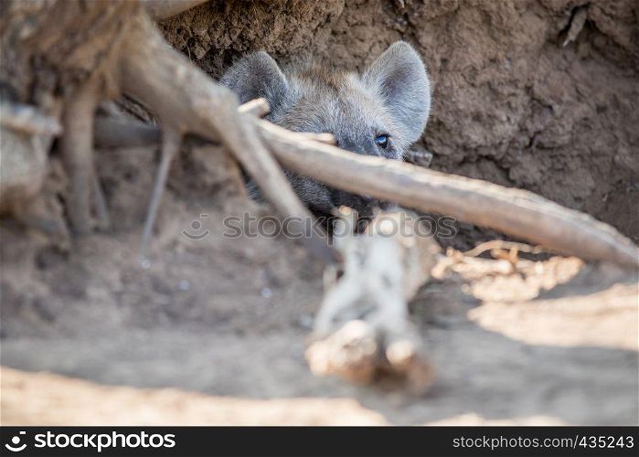 Young spotted hyena hiding in its den in the Kruger National Park, South Africa.