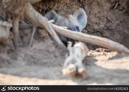 Young spotted hyena hiding in its den in the Kruger National Park, South Africa.