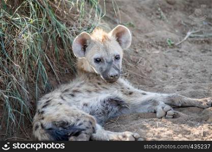 Young Spotted hyena laying in the sand in the Kruger National Park, South Africa.