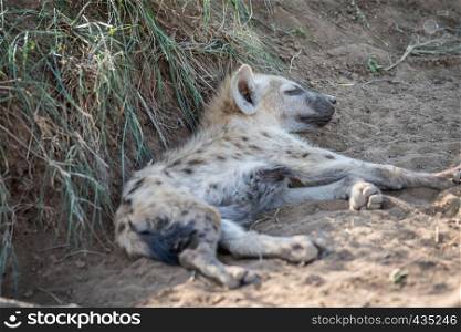 Young Spotted hyena laying in the sand in the Kruger National Park, South Africa.