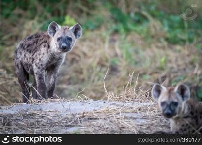 Young Spotted hyena starring at the camera in the Chobe National Park, Botswana.