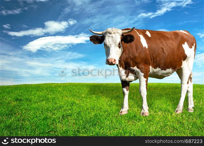 Young spotted white-brown dairy cow on a green meadow in a sunny day (copy space).