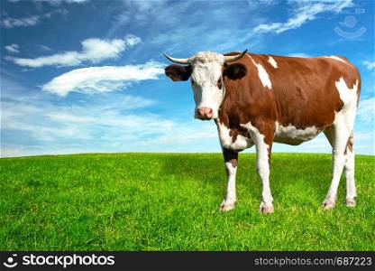 Young spotted white-brown dairy cow on a green meadow in a sunny day (copy space).