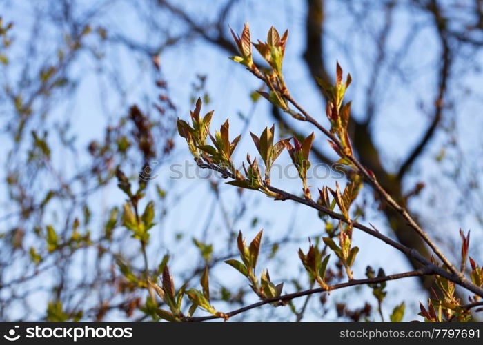 young spring foliage of a sun drenched