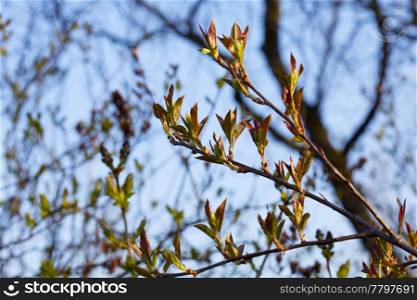 young spring foliage of a sun drenched