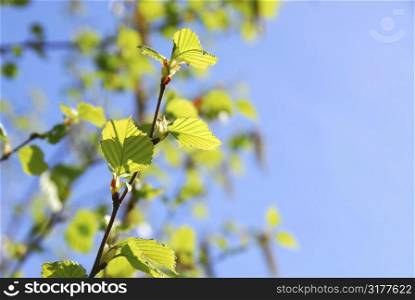 Young spring green leaves on blue sky background
