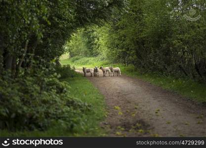 Young Spring lambs playing in English countryside landscape