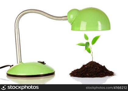 Young sprout and table lamp on a white background ...