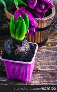 Young sprout hyacinth and pretty tulips on wooden background. Sprouting hyacinth and Tulip