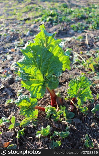 Young sprout of a rhubarb progrown from the ground in the spring