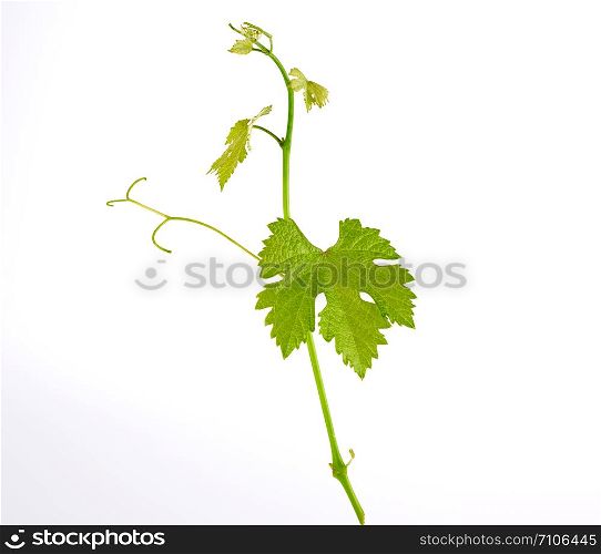 young sprout of grapes with green leaves on a white background, close up