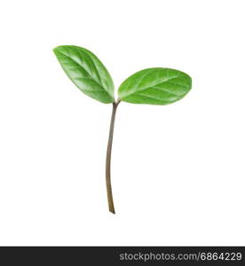 Young sprout with two green leaflets isolated on a white background