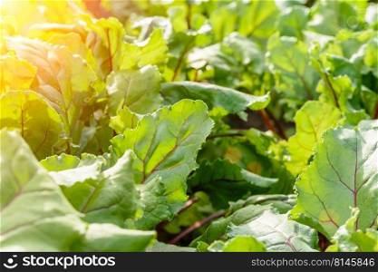 Young, sprouted chard growing in the vegetable garden. Chard leaf in farming and harvesting. Bushes of red beets in the garden. Many green bushes with leaves