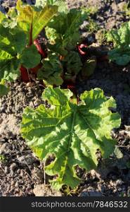 Young sprouts of a rhubarb on the ground in the spring