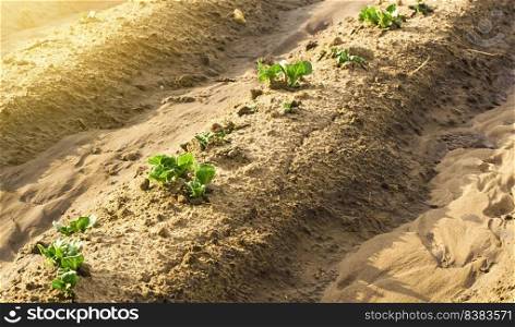 Young sprouts of potatoes make way from under the ground. The beginning of growth on the plantation field. Proper maintenance, fertilizer and watering. Protection against insects and fungal infections