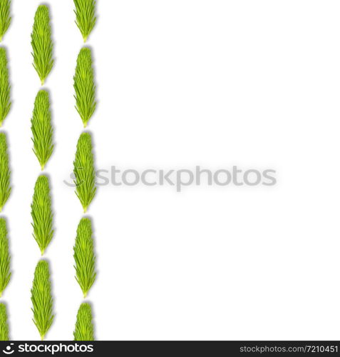 Young spruce branch isolated on white. Fir tree branch seamless pattern. Copy space.