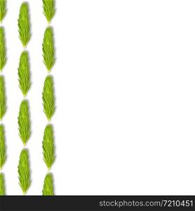 Young spruce branch isolated on white. Fir tree branch seamless pattern. Copy space.