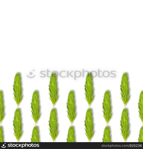 Young spruce branch isolated on white. Fir tree branch seamless pattern. Copy space. flat lay, top view. Young spruce branch isolated on white. Fir tree branch seamless pattern. Copy space.