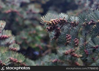 young spruce with cones