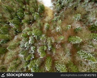 Young spruces on the sand at the beginning of winter. First snow. Top view vertically down. Young Spruces on the Sand and the First Snow. Aerial View