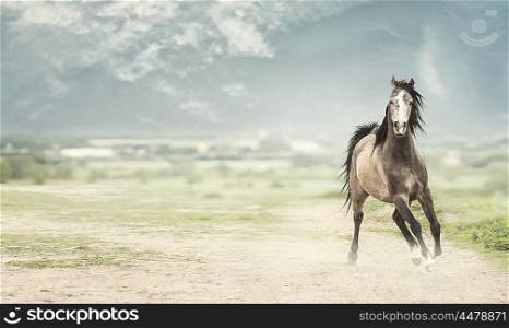 Young stallion horse running forward over nature background, banner