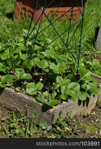 Young strawberry plants in bed