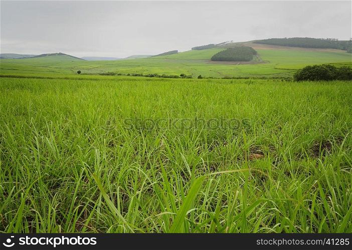 Young sugar cane plants