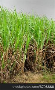 Young sugar cane plants