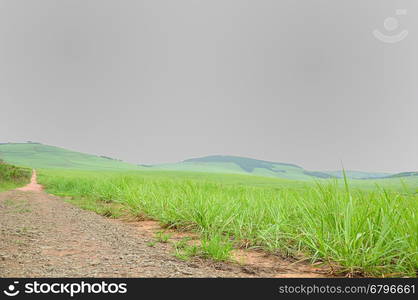 Young sugar cane plants