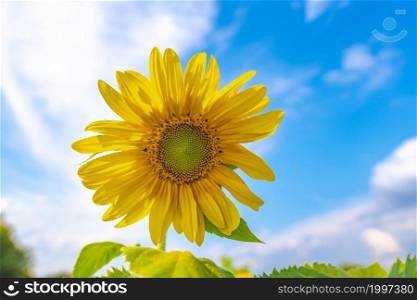 Young Sunflower closeup in the nature sunflower fields blooming to the sunlight with shallow depth of field